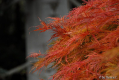 Herbstfärbung 02