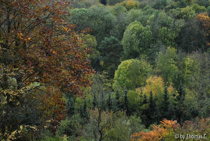 Herbstfärbung 03