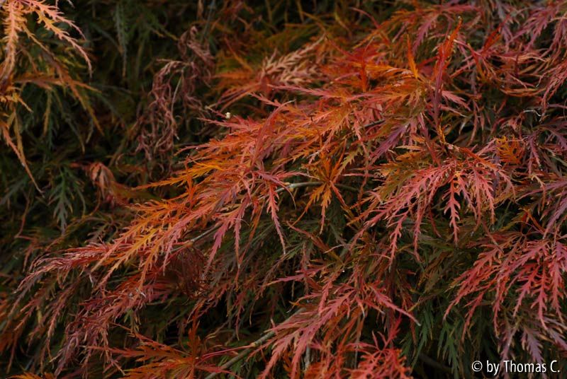 Herbstfärbung 04