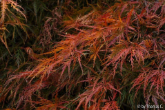 Herbstfärbung 04