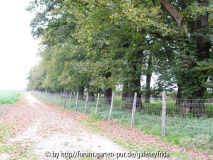 kastanienallee2.jpg