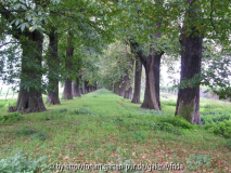 kastanienallee.jpg