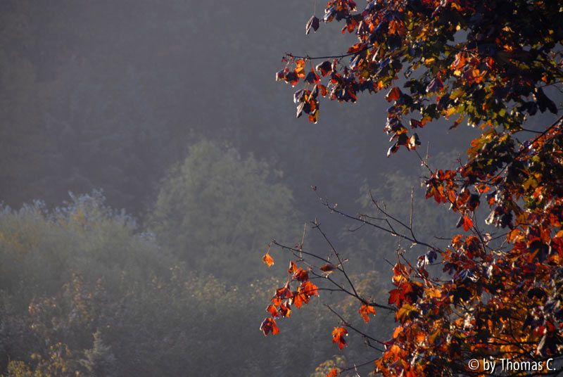 Herbstmorgen 03