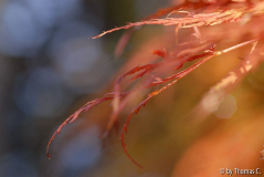 Herbstmorgen 06