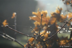 Herbstmorgen 07