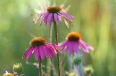 Echinacea 2