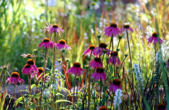 Echinacea 3