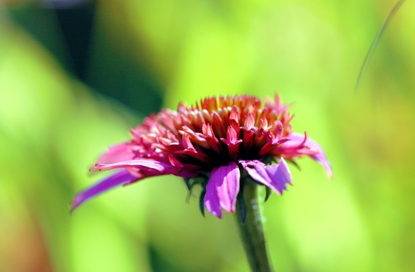 Echinacea 4