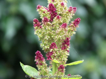 Amaranth Alegria