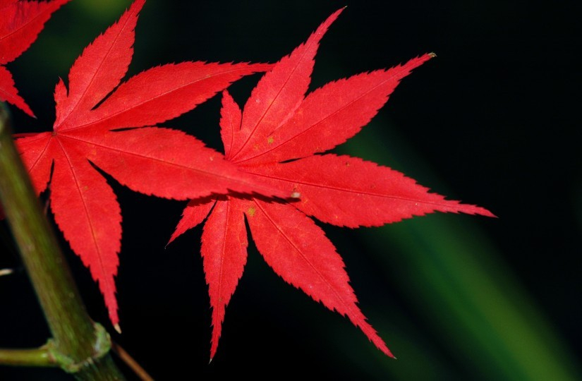 Acer 1