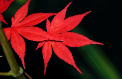 Acer 1