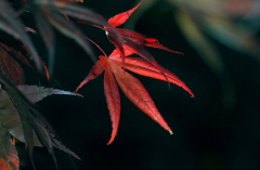 Acer 2