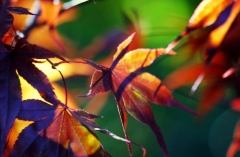 Acer 3