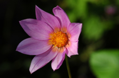 Dahlia 1