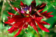 Dahlia 2