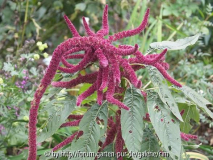 unbekannter Amaranth