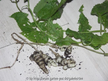 Knollenziest - Stachys affinis