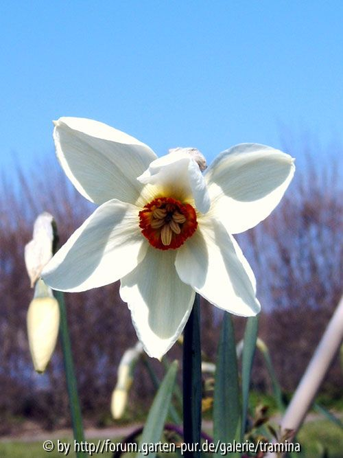 Portrait der ersten Blüte