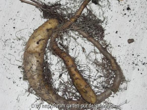 Yamswurzel - Dioscorea batatas