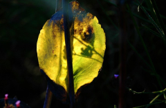 Blatt 1