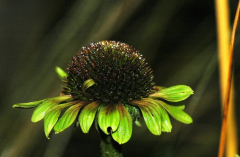 Echinacea Green Envy
