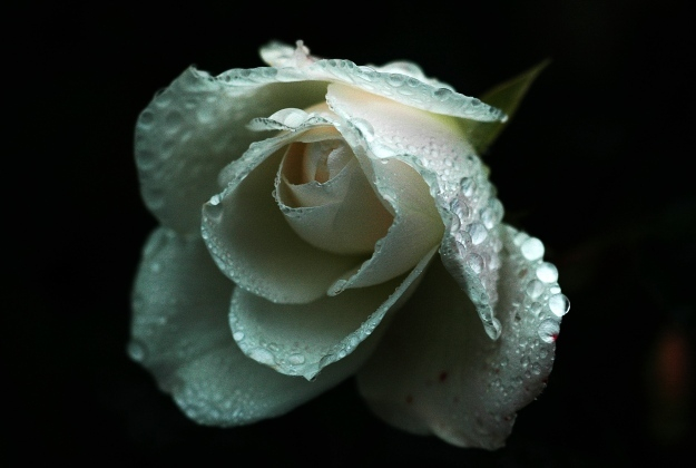 Rosa Schneewittchen
