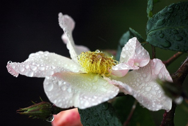 Rosa Sally Holmes