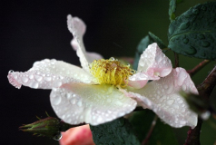 Rosa Sally Holmes