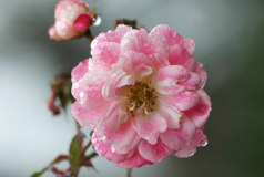 Rosa La NINA