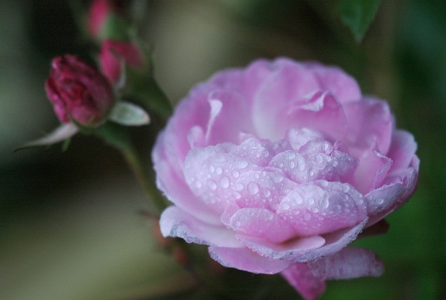 Rosa Blush Noisette