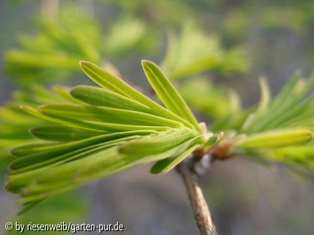 Metasequoia glyptostroboides - Austrieb