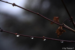 Herbstabend 01