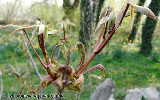 Aesculus parviflora