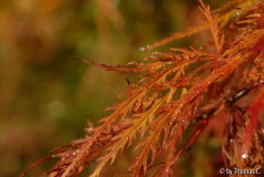 Acer Herbstfarben - Unbearbeitet