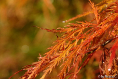 Acer Herbstfarben - Tonwertkorrektur