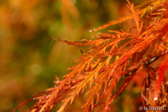 Acer Herbstfarben - Farbsättigung