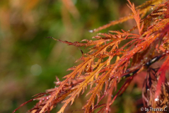 Acer Herbstfarben - Variationen