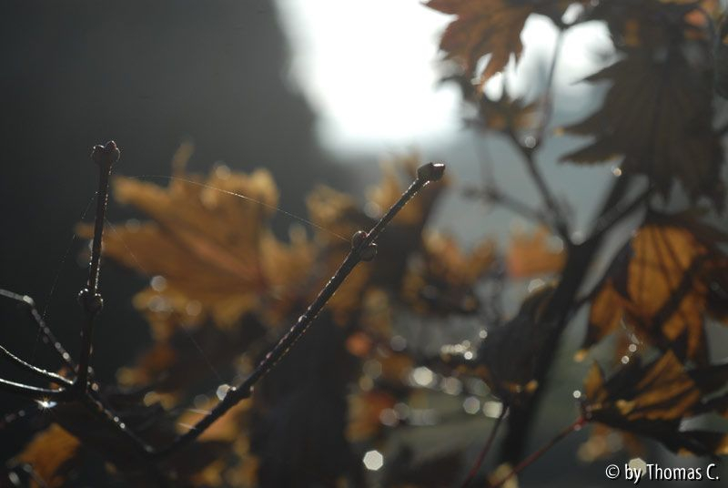 Acer unbearbeitet