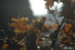 Acer unbearbeitet