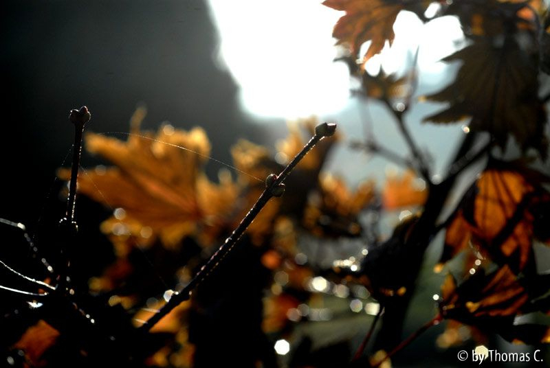Acer tonwertkorrigiert