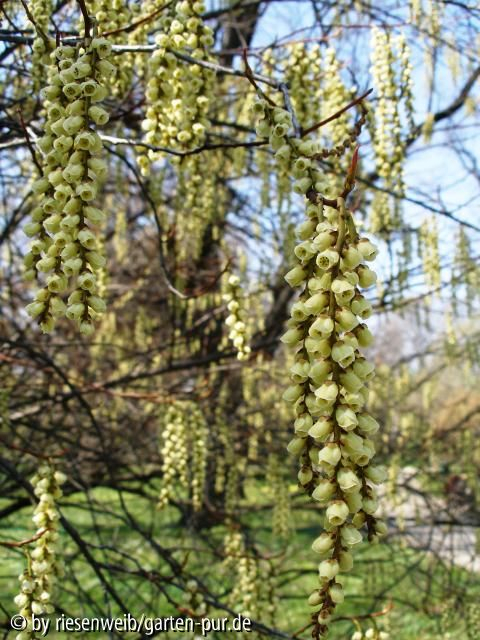 Stachyurus praecox