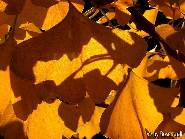 Gingko