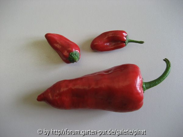 Paprika Capla