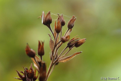 Herbststrukturen 01