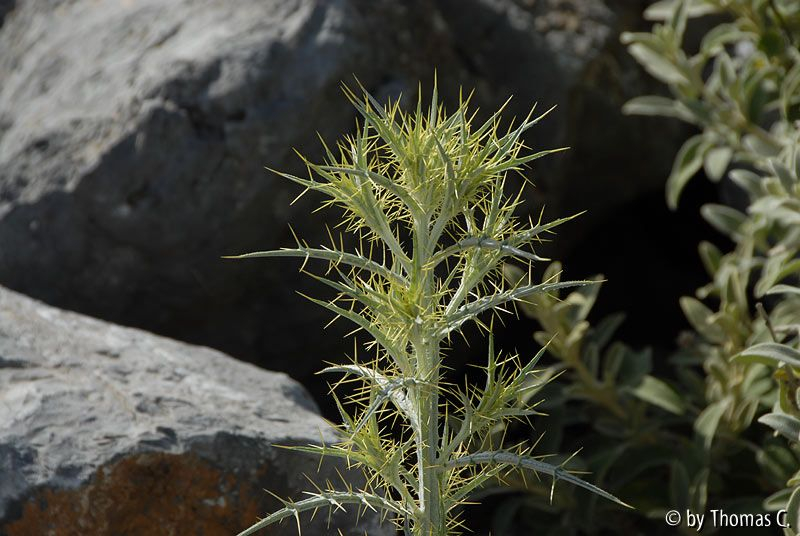 Kreta 07 014