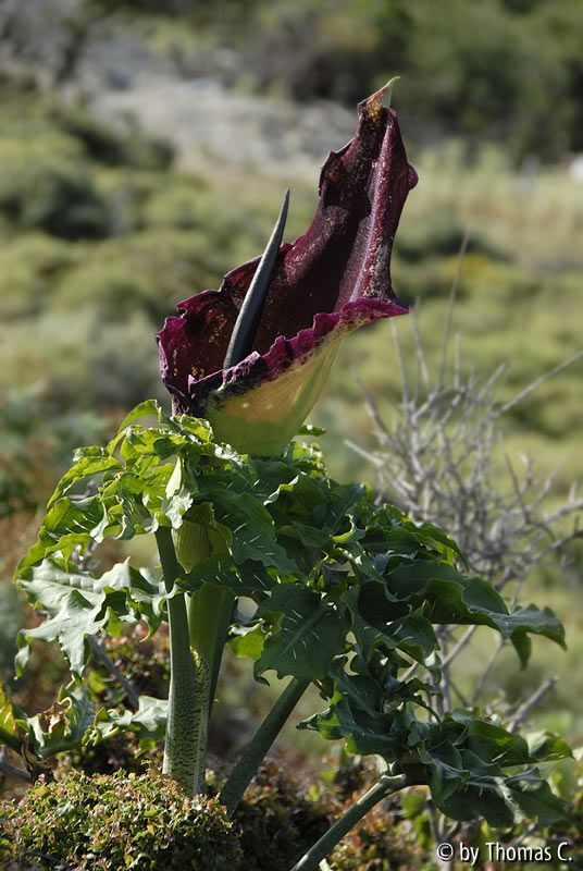 Kreta 07 015