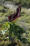 Kreta 07 015