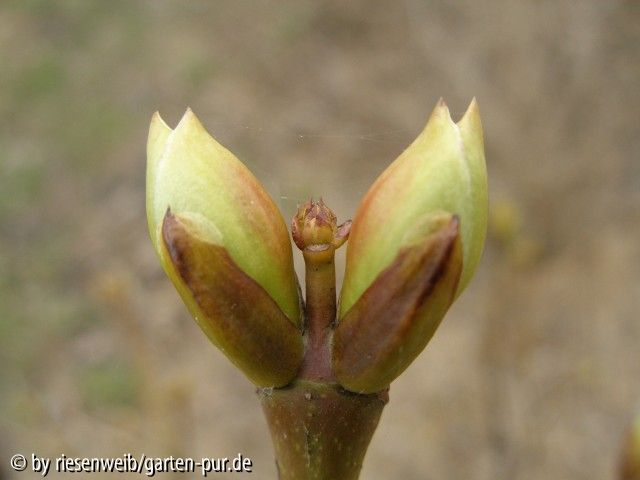 Staphylea pinnata 2005-03-29