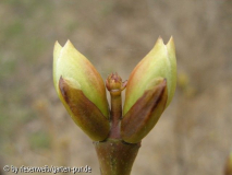 Staphylea pinnata 2005-03-29