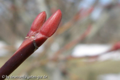 Acer capillipes